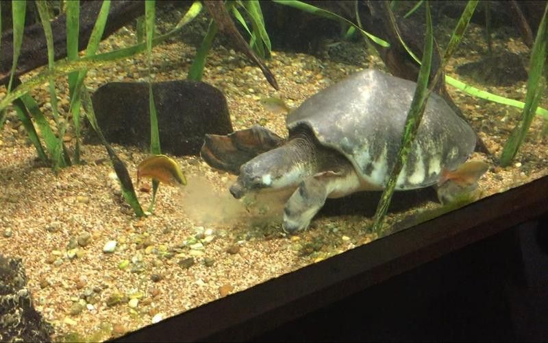 豬鼻龜和金龍魚能混養(yǎng)嗎圖片