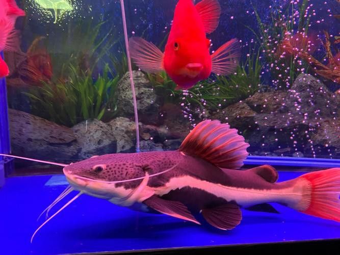 豬鼻龜和金龍魚能混養(yǎng)嗎圖片