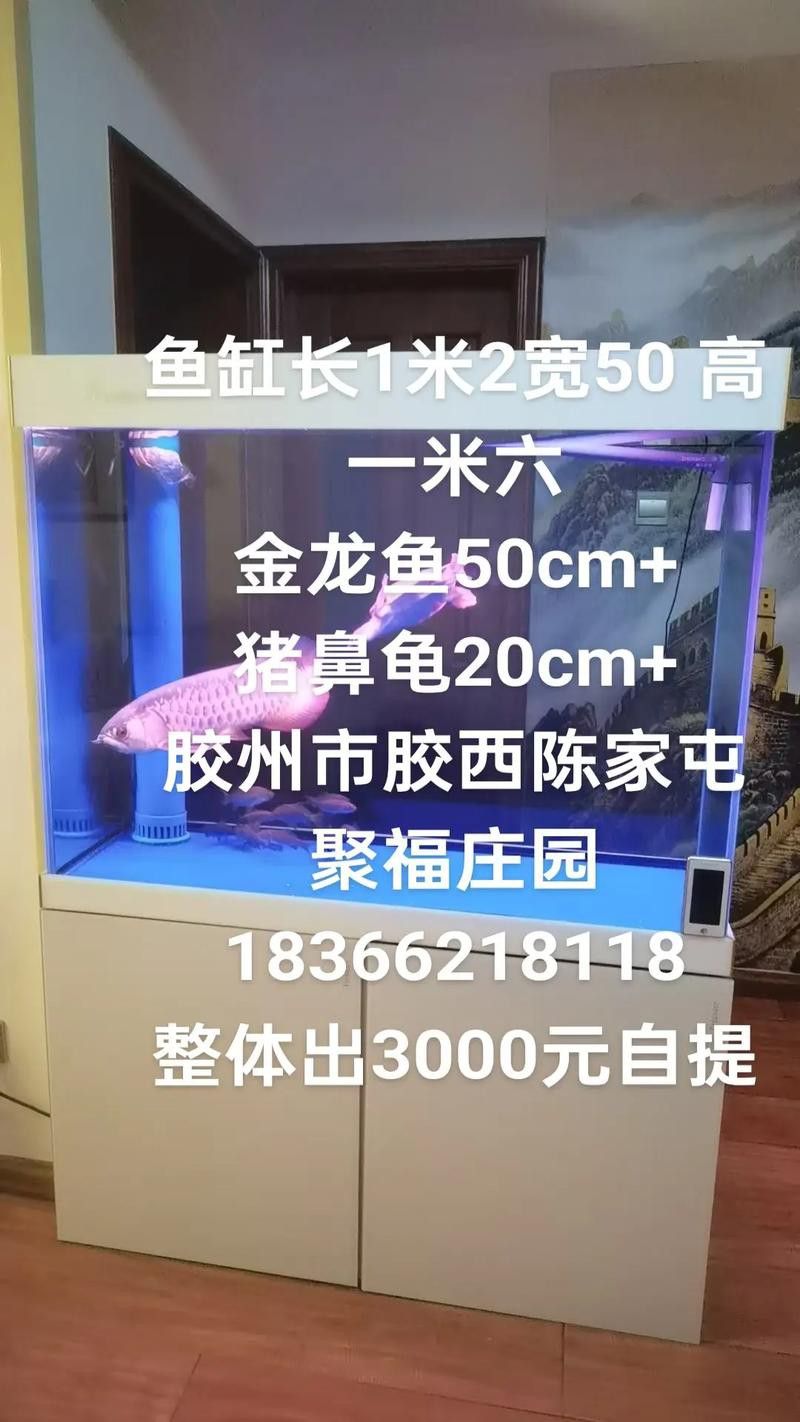 豬鼻龜和金龍魚能混養(yǎng)嗎圖片