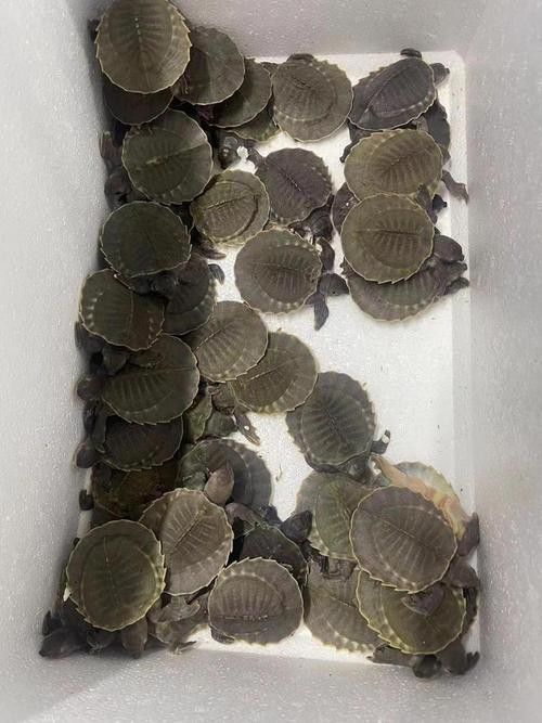 豬鼻龜和金龍魚能混養(yǎng)嗎圖片