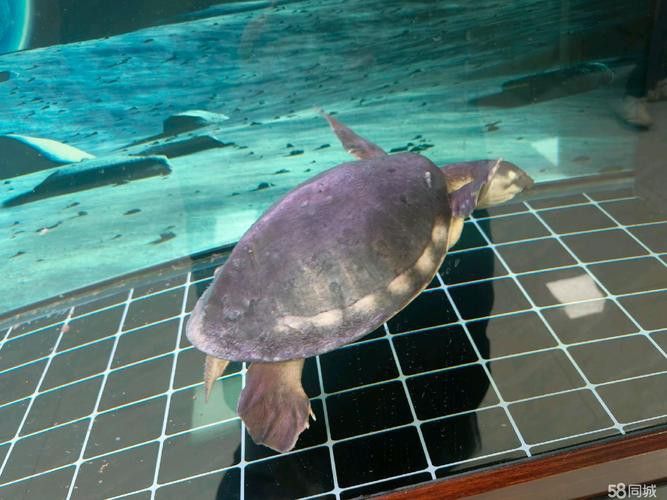 豬鼻龜和金龍魚能混養(yǎng)嗎圖片