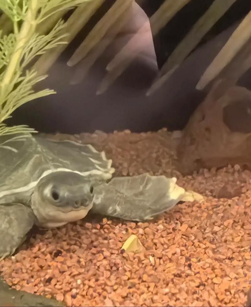 豬鼻龜和金龍魚能混養(yǎng)嗎圖片