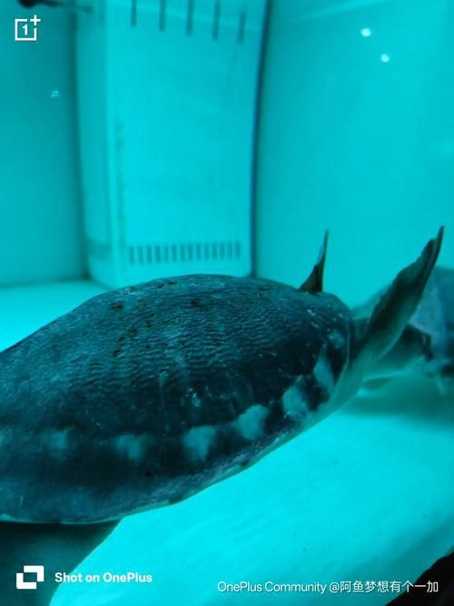 豬鼻龜和金龍魚能混養(yǎng)嗎圖片