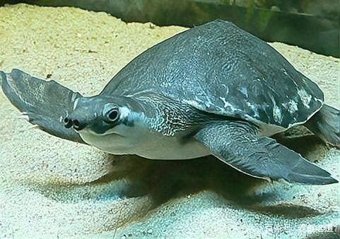 豬鼻龜和金龍魚能混養(yǎng)嗎圖片