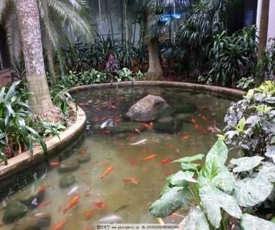 廣州哪里買龍魚最便宜的好：廣州龍魚市場廣州龍魚選購指南