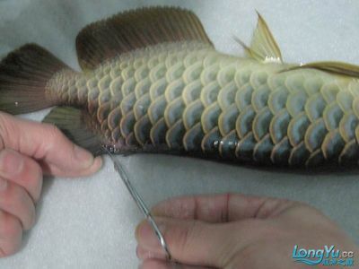 龍魚尾鰭斷裂怎么辦：龍魚尾鰭斷了怎么辦，