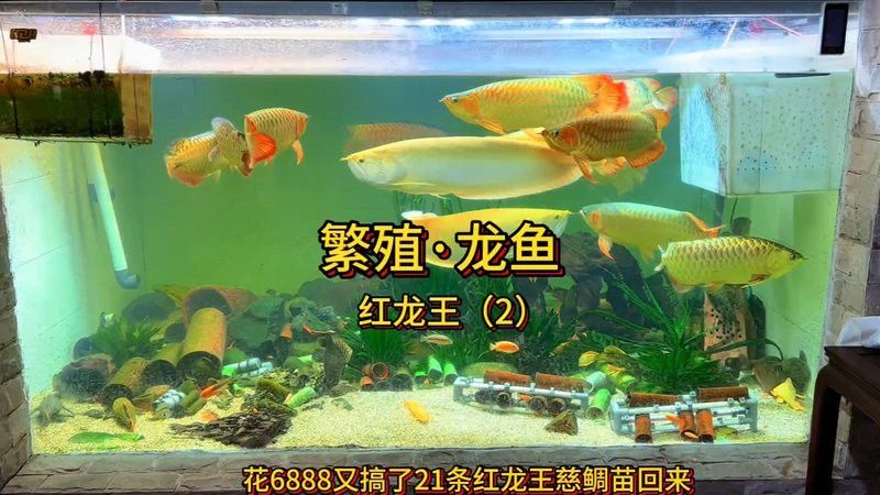 紅龍魚福龍王怎么養殖視頻播放