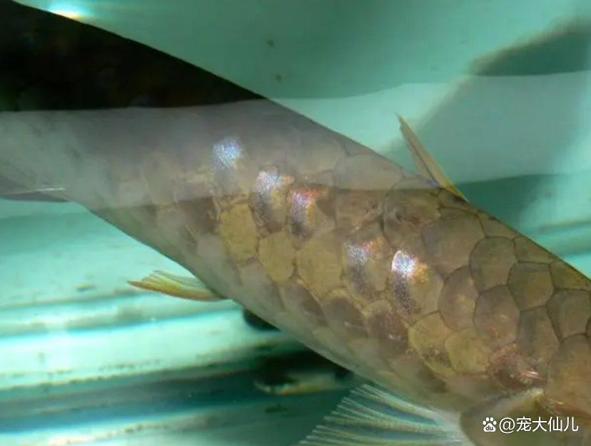 紅龍魚疾病預(yù)防 紅龍魚疾病預(yù)防 龍魚百科 第10張