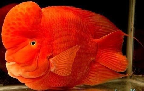 財神鸚鵡魚能和龍魚混養嗎：財神魚和鸚鵡魚能混養嗎