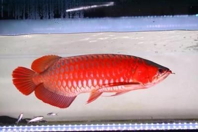 皇宮漁場的紅龍魚怎么樣【皇宮漁場紅龍魚的養殖方法】