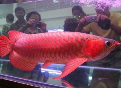 皇宮漁場的紅龍魚怎么樣【皇宮漁場紅龍魚的養殖方法】