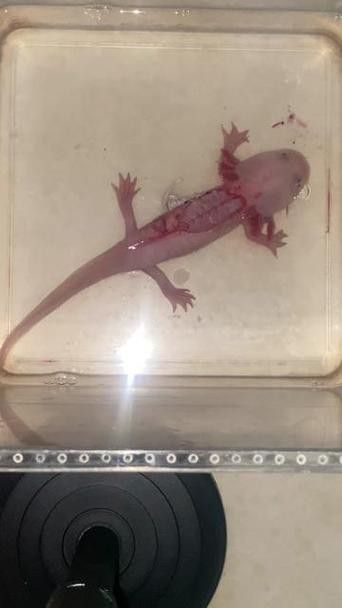 六角龍魚身上爛了能自愈嗎圖片