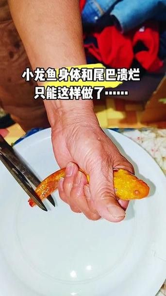 六角龍魚身上爛了能自愈嗎圖片