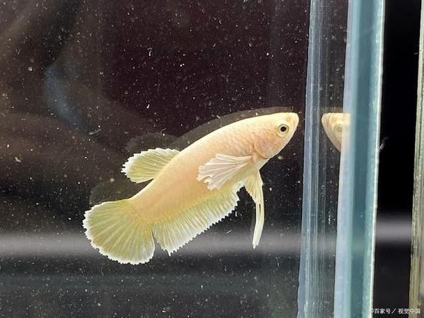 六角龍魚身上爛了能自愈嗎圖片