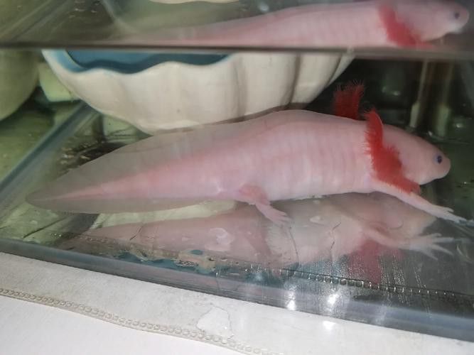 六角龍魚身上爛了能自愈嗎圖片