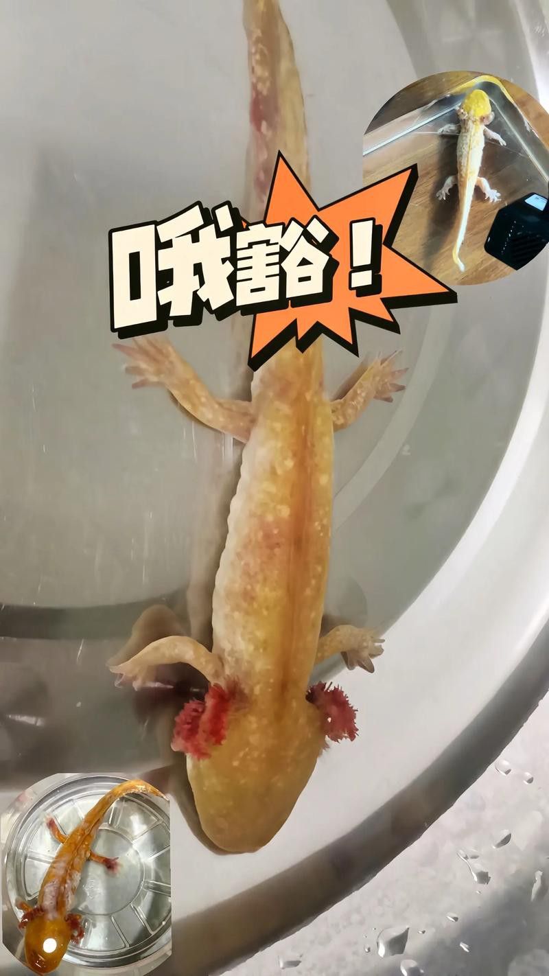 六角龍魚身上爛了能自愈嗎圖片