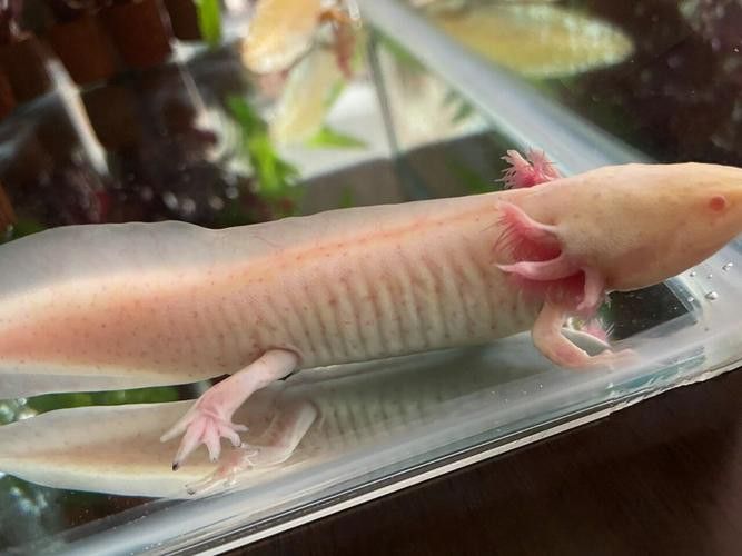 六角龍魚身上爛了能自愈嗎圖片