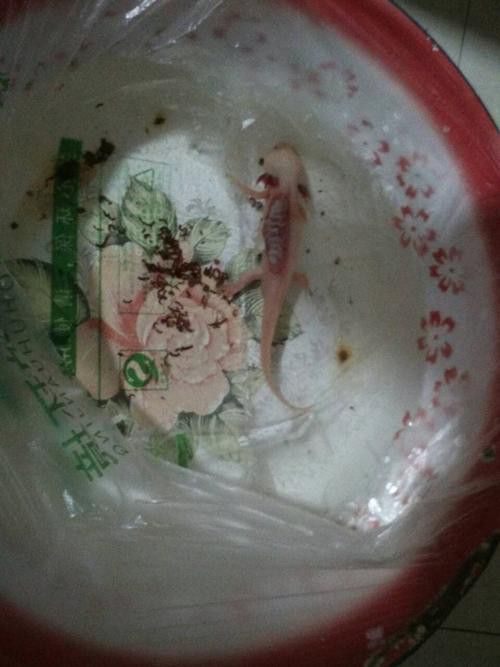 六角龍魚身上爛了能自愈嗎圖片