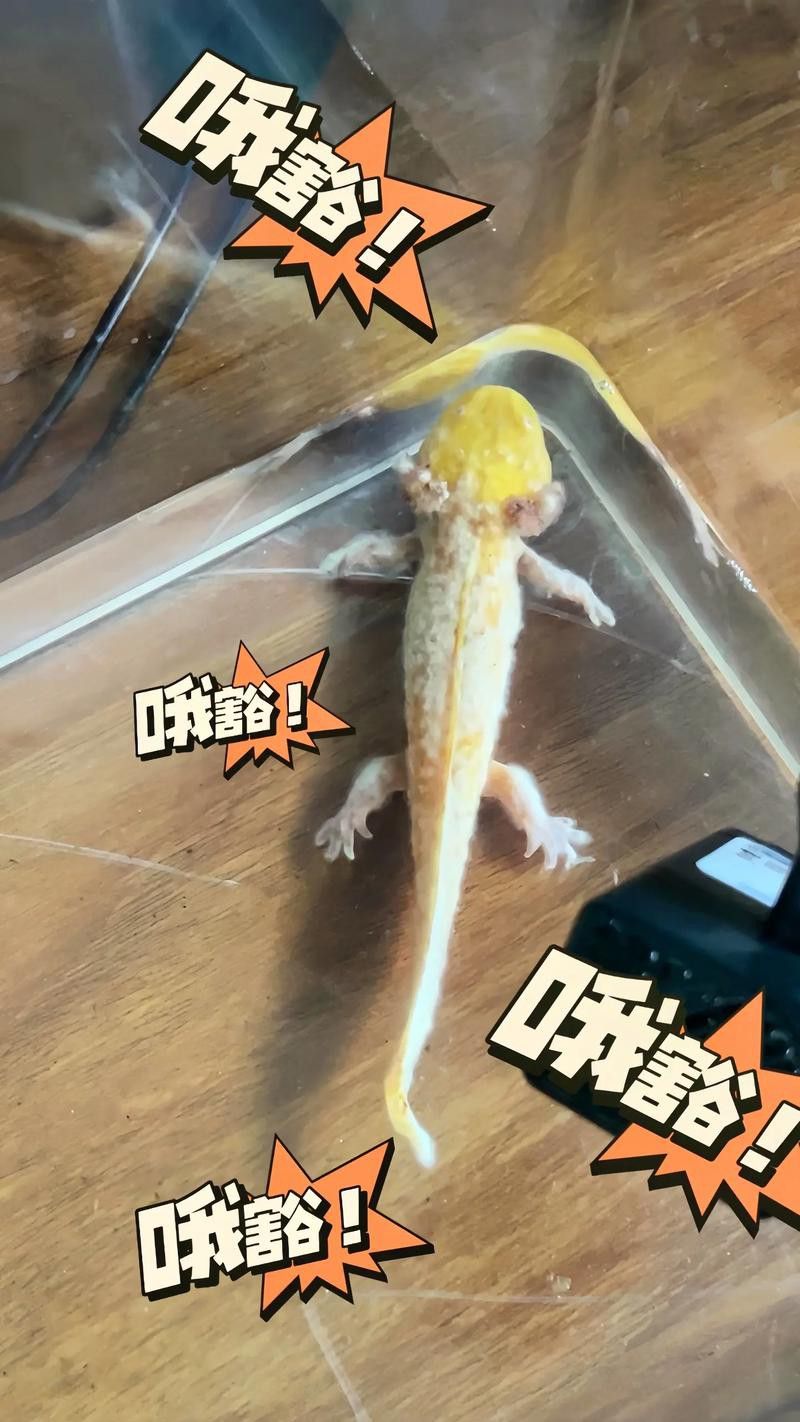 六角龍魚身上爛了能自愈嗎圖片