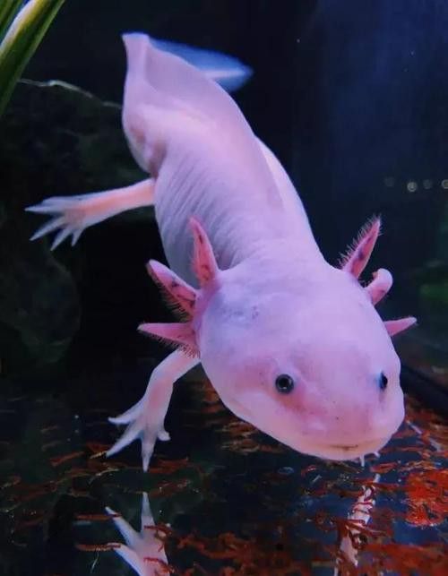 六角龍魚身上爛了能自愈嗎圖片