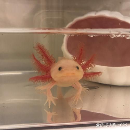 六角龍魚身上爛了能自愈嗎圖片