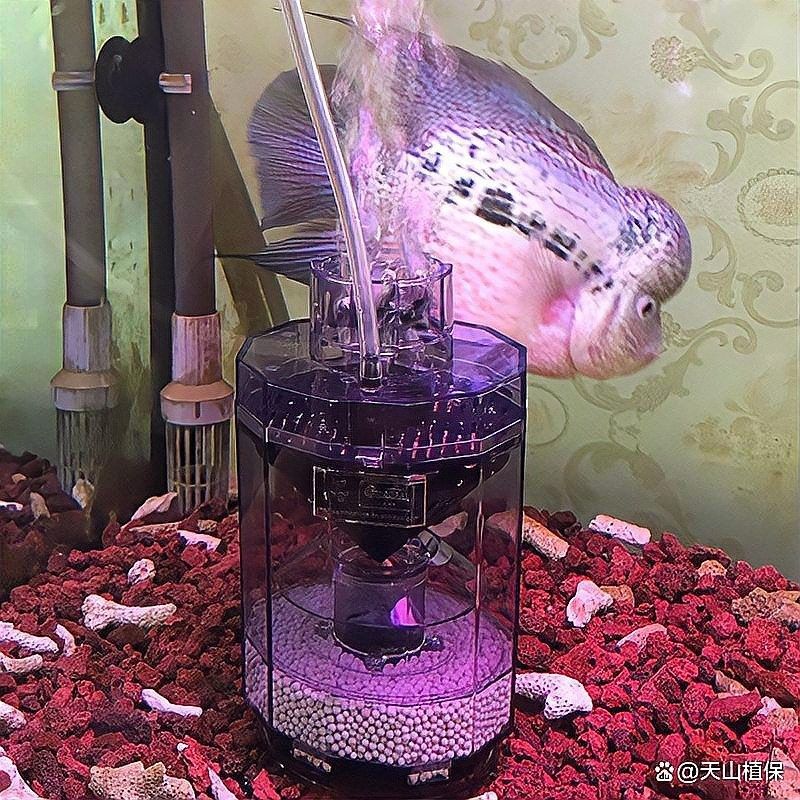 銀龍魚(yú)拉黃線屎掉不下來(lái)