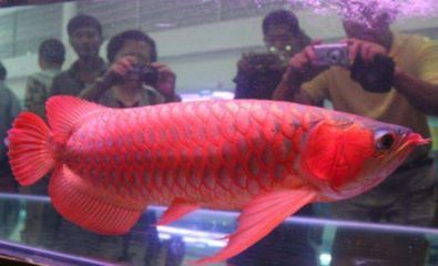 紅龍魚怎么一游起來鰭就縮起來了【如何判斷紅龍魚的健康狀況】