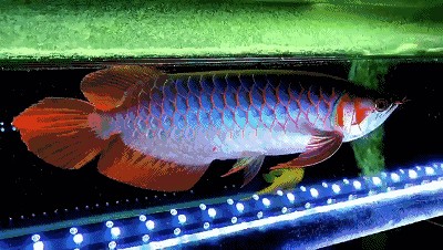 紅龍魚怎么一游起來鰭就縮起來了【如何判斷紅龍魚的健康狀況】