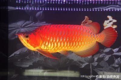 龍魚加配魚有什么好處和壞處嗎（龍魚與配魚共同生活的好處與壞處）