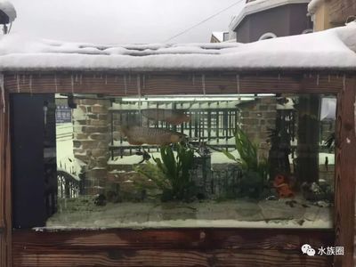 養(yǎng)龍魚(yú)溫度要多少：養(yǎng)龍魚(yú)時(shí)控制好水溫是非常重要的，因?yàn)樗疁貙?duì)龍魚(yú)的健康有影響