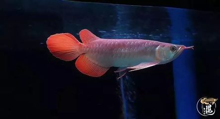 喂紅龍魚吃什么蝦比較好：喂紅龍魚吃什么蝦比較好喂紅龍魚吃什么蝦好
