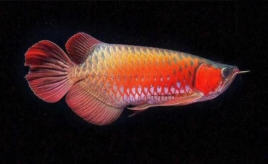 鸚鵡魚和銀龍魚可以混養嗎圖片對比