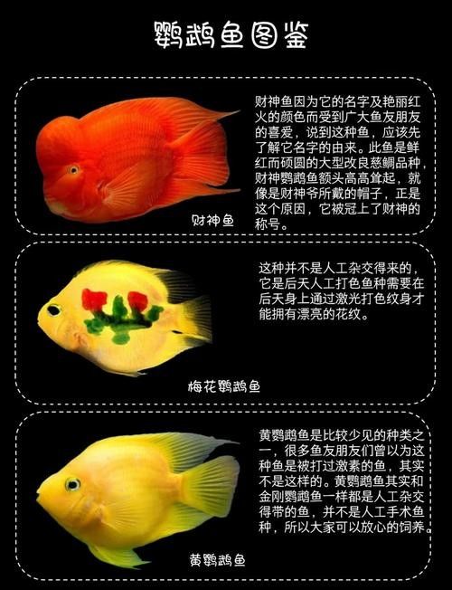 鸚鵡魚和銀龍魚可以混養嗎圖片對比
