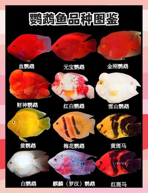 鸚鵡魚和銀龍魚可以混養嗎圖片對比