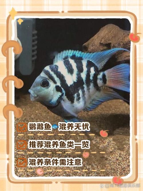 鸚鵡魚和銀龍魚可以混養嗎圖片對比