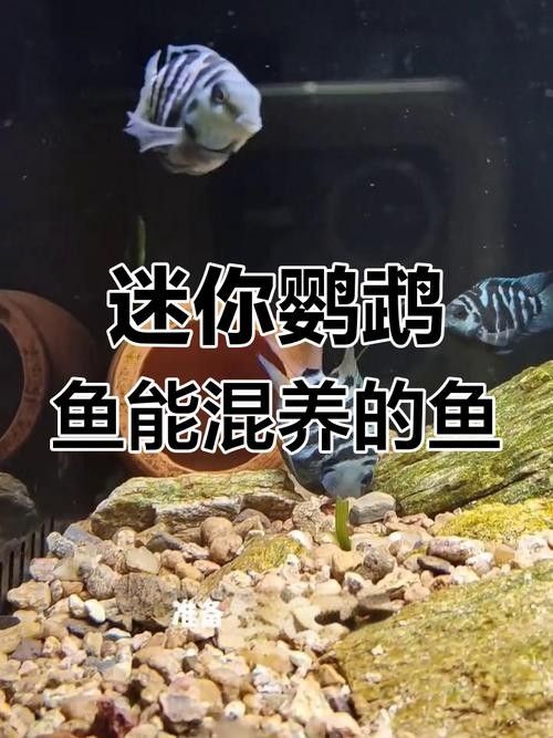 鸚鵡魚和銀龍魚可以混養嗎圖片對比