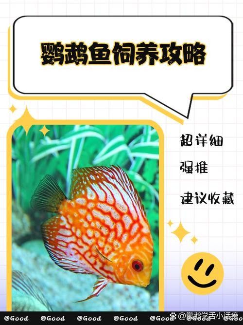 鸚鵡魚和銀龍魚可以混養嗎圖片對比