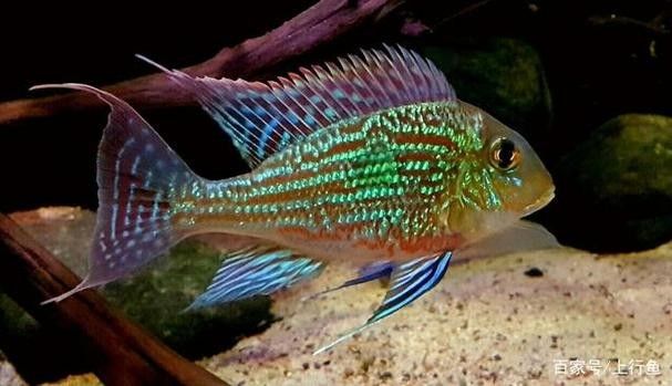 鸚鵡魚和銀龍魚可以混養嗎圖片對比