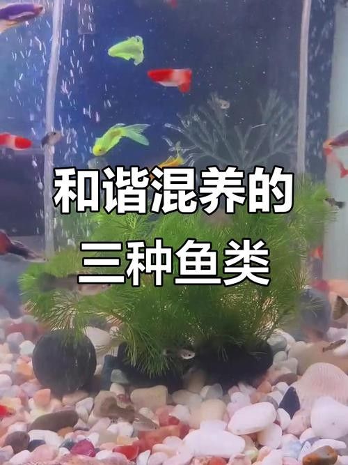 鸚鵡魚和銀龍魚可以混養嗎圖片對比