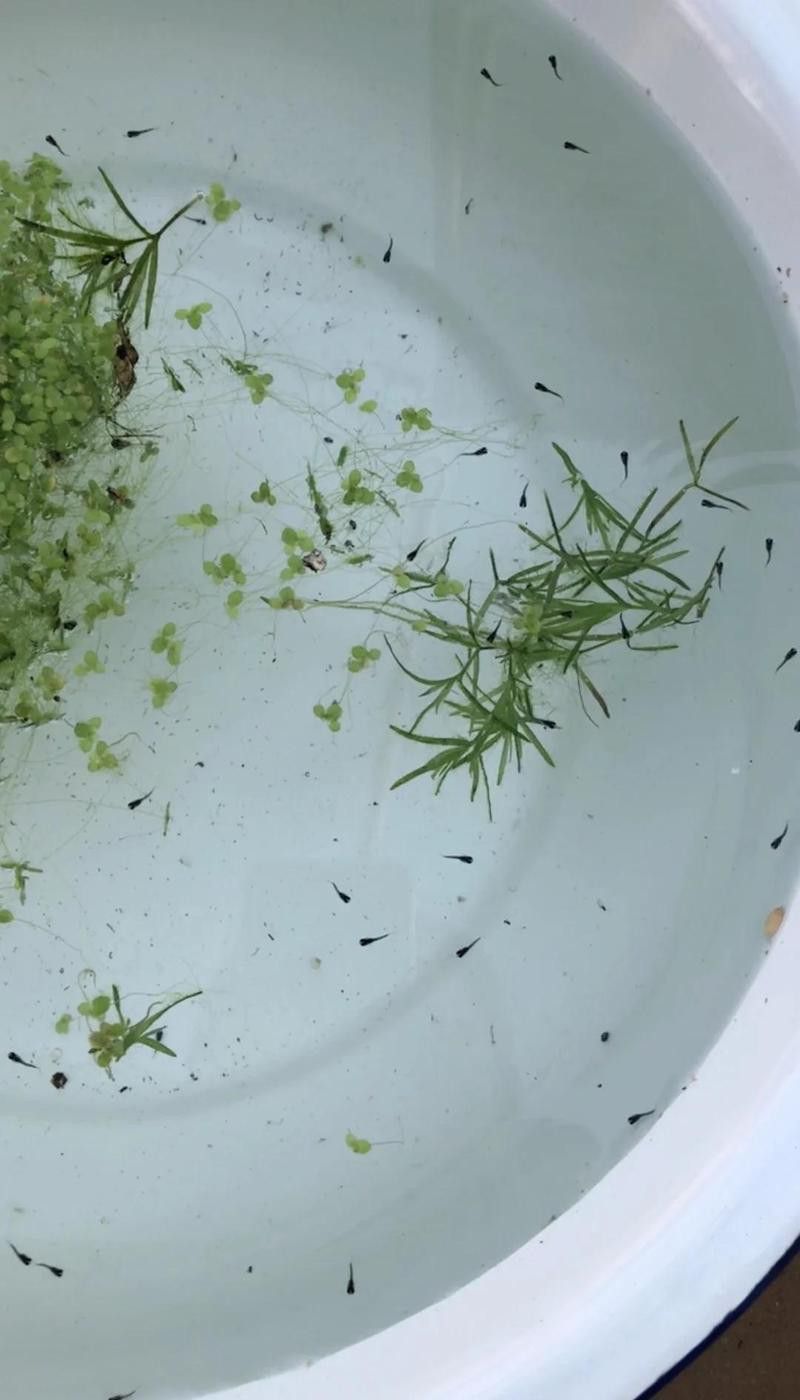 金龍魚繁殖后多久恢復(fù)