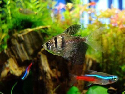 養一條龍魚要多大的魚缸好：養一條龍魚需要根據龍魚的種類和尺寸來選擇合適的魚缸