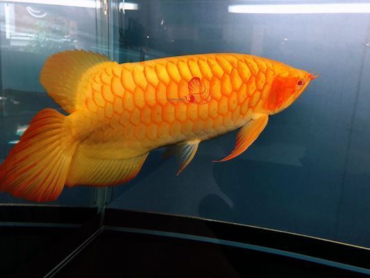 龍魚的蒙眼手術的視頻：龍魚蒙眼手術是一種特殊的治療手段