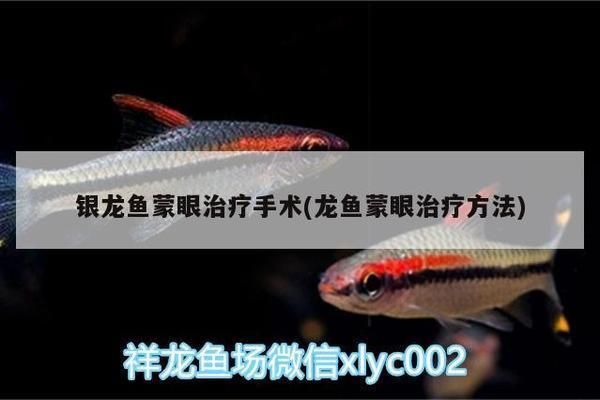 龍魚的蒙眼手術的視頻：龍魚蒙眼手術是一種特殊的治療手段