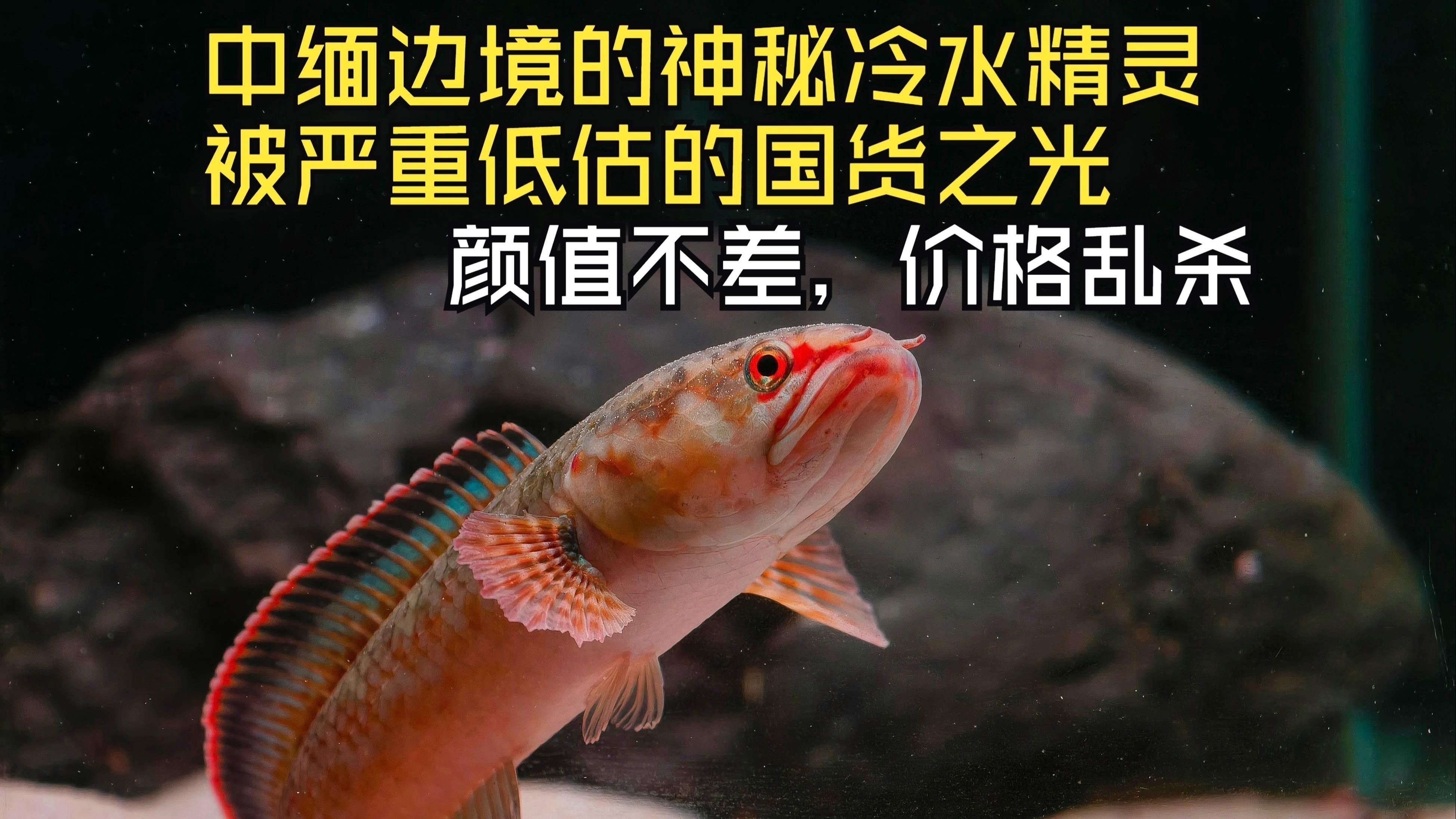 哪些雷龍魚(yú)品種比較安全？