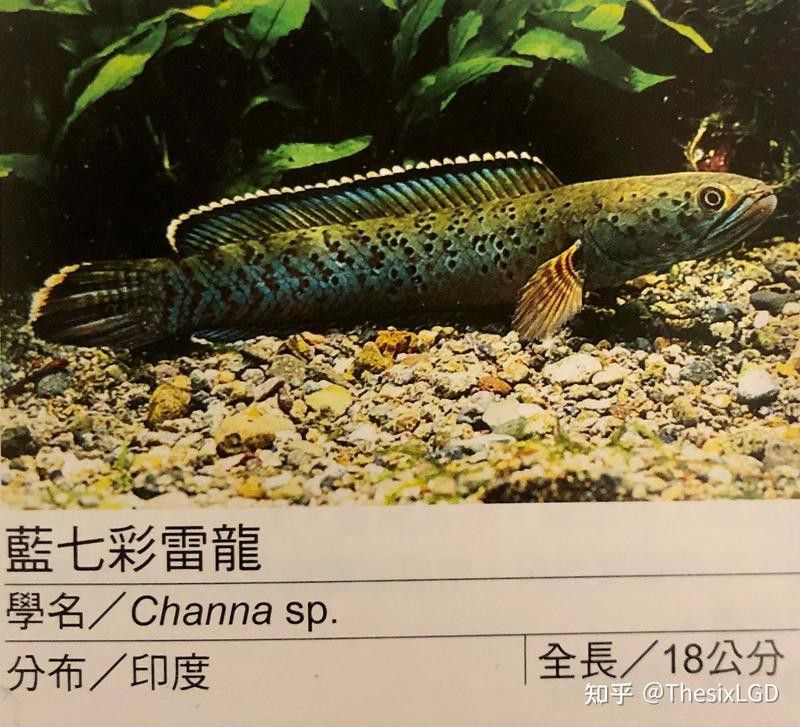 哪些雷龍魚(yú)品種比較安全？