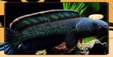哪些雷龍魚(yú)品種比較安全？