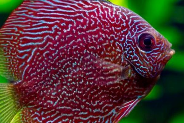 紅龍魚和七彩混養好不好：紅龍魚和七彩神仙魚可以混養嗎