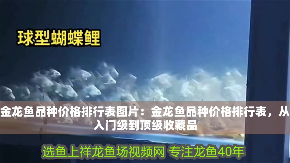 金龍魚品種價格排行表圖片：金龍魚品種價格排行表，從入門級到頂級收藏品