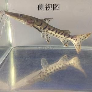 斑馬鴨嘴魚(yú)苗繁殖成功率提升方法，如何提高斑馬鴨嘴魚(yú)苗的繁殖成功率