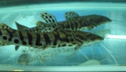 斑馬鴨嘴魚(yú)苗繁殖成功率提升方法，如何提高斑馬鴨嘴魚(yú)苗的繁殖成功率